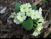 Dame-de-Coeur_Point-Trop_Buis 066