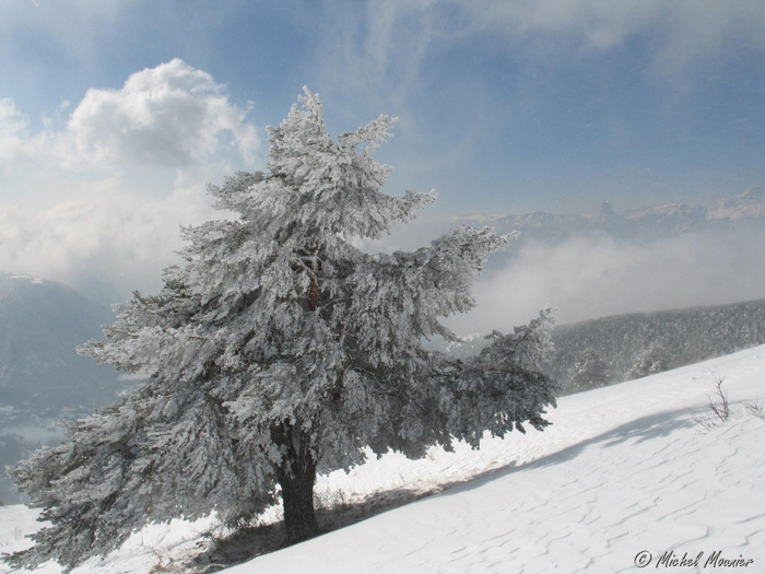La Peyrouse 013