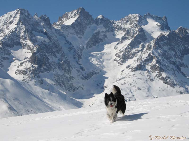 a_Tete-Noire_Chardonnet001